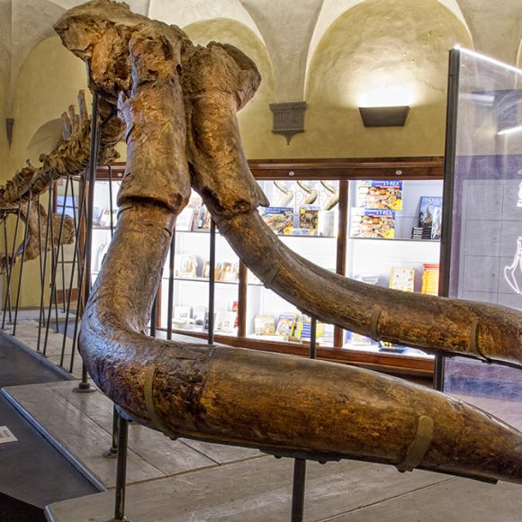 Museo Paleontologico dell’Accademia Valdarnese del Poggio