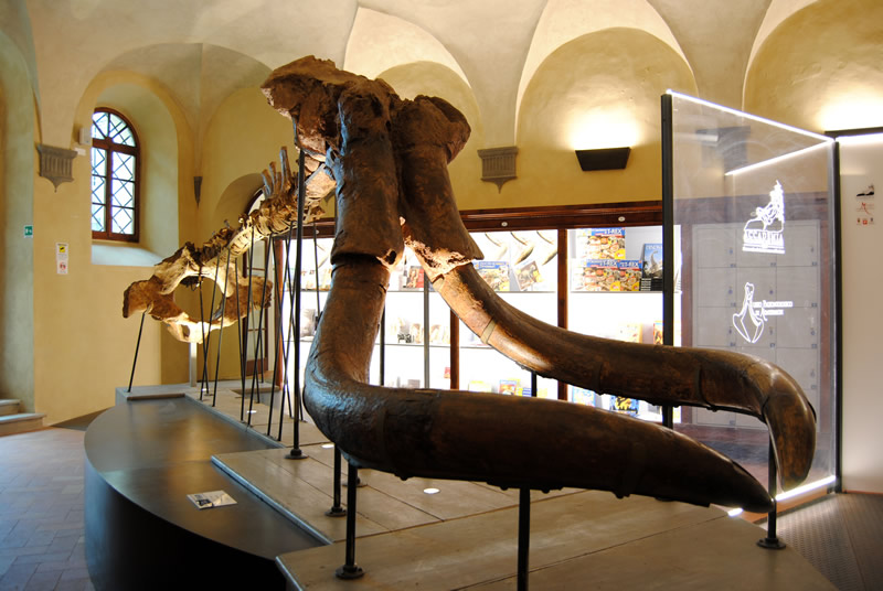 Agosto al Museo Paleontologico