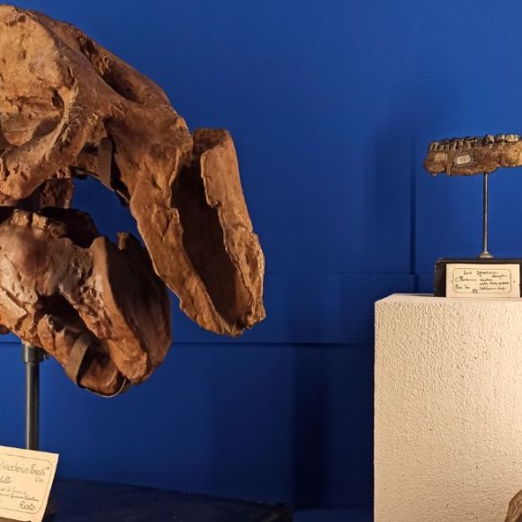 Montevarchi: eventi di aprile all’Accademia e al Museo Paleontologico