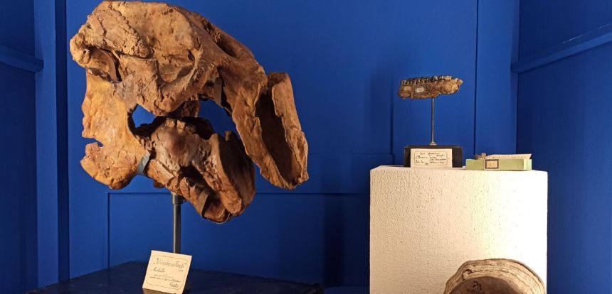 Montevarchi: eventi di luglio all’Accademia e al Museo Paleontologico