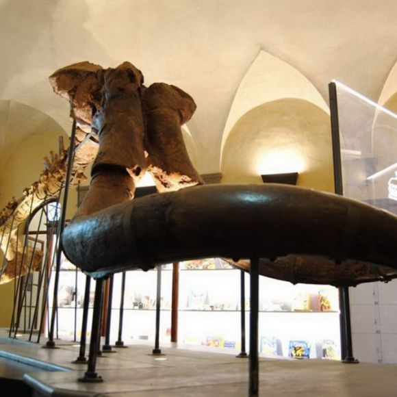 CAMPI SETTEMBRINI ‘S-PASSO AL MUSEO’ CAMPI SETTEMBRINI ‘S-PASSO AL MUSEO’