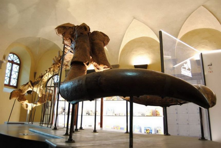 CAMPI SETTEMBRINI ‘S-PASSO AL MUSEO’ CAMPI SETTEMBRINI ‘S-PASSO AL MUSEO’